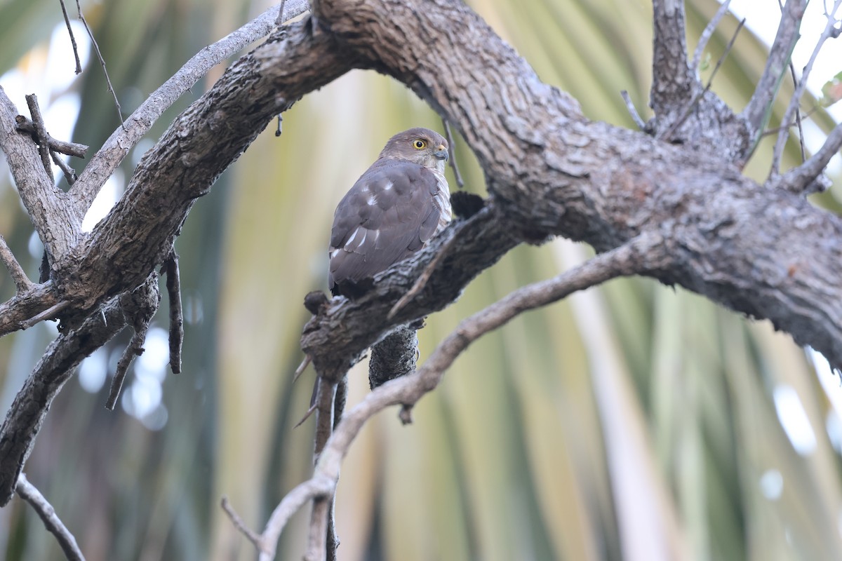 Frances's Sparrowhawk - ML638106587