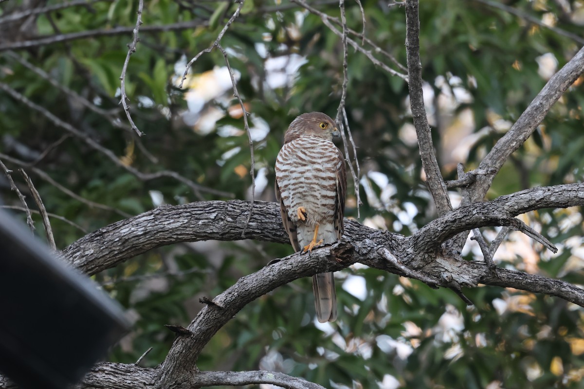 Frances's Sparrowhawk - ML638106596