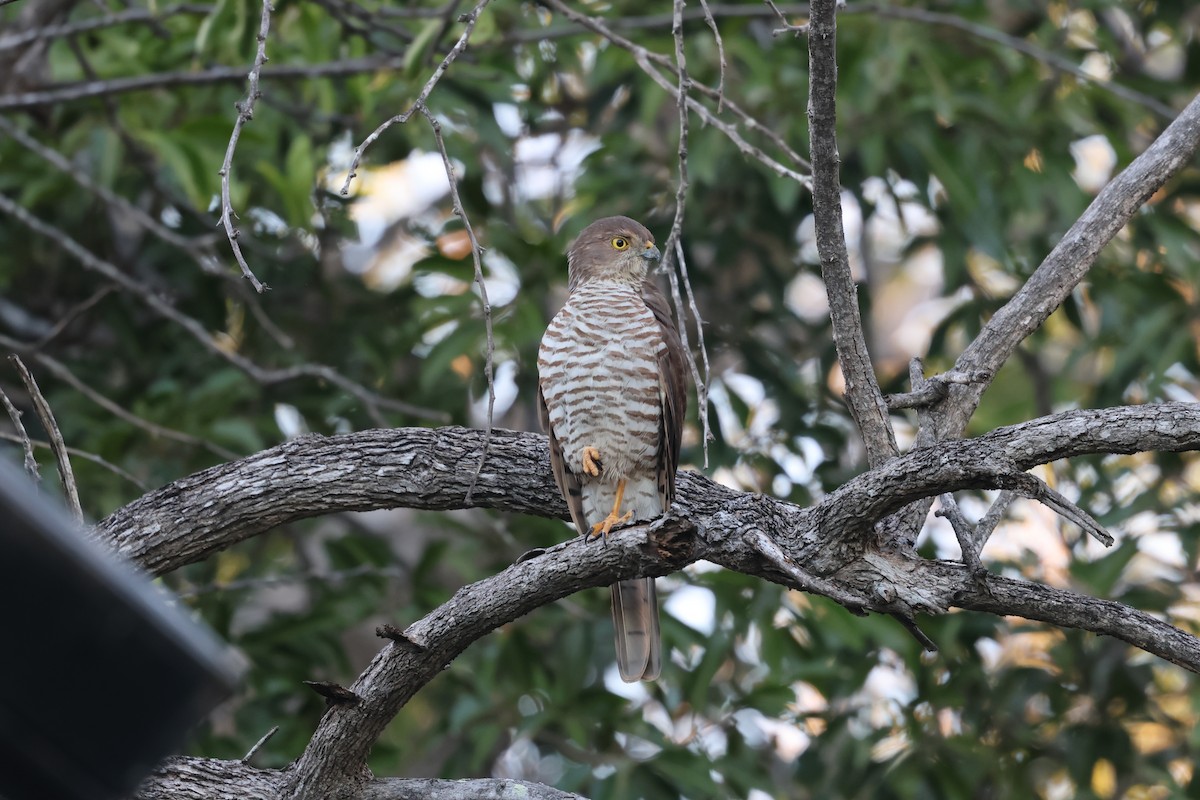 Frances's Sparrowhawk - ML638106606