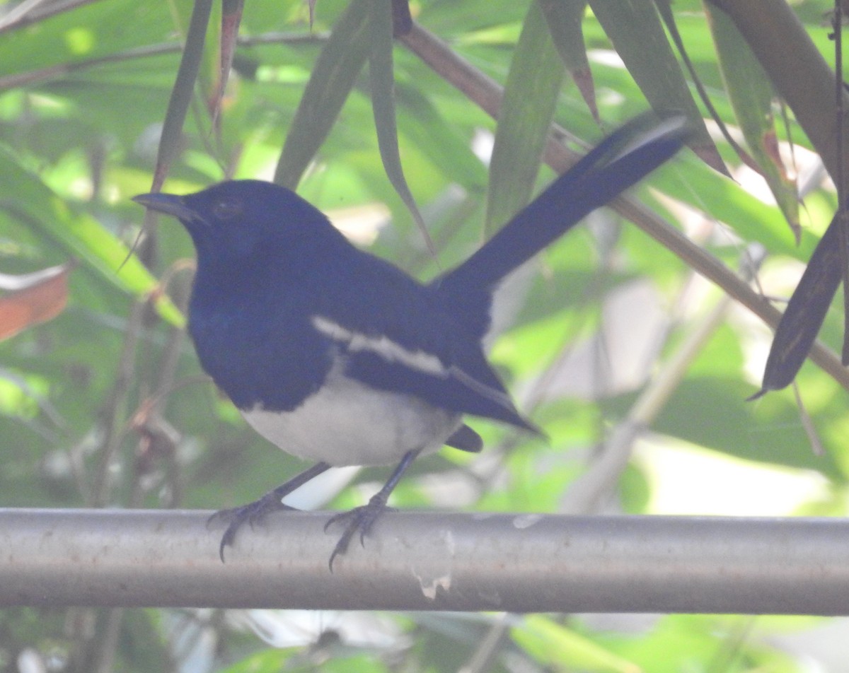 Oriental Magpie-Robin - ML63810661