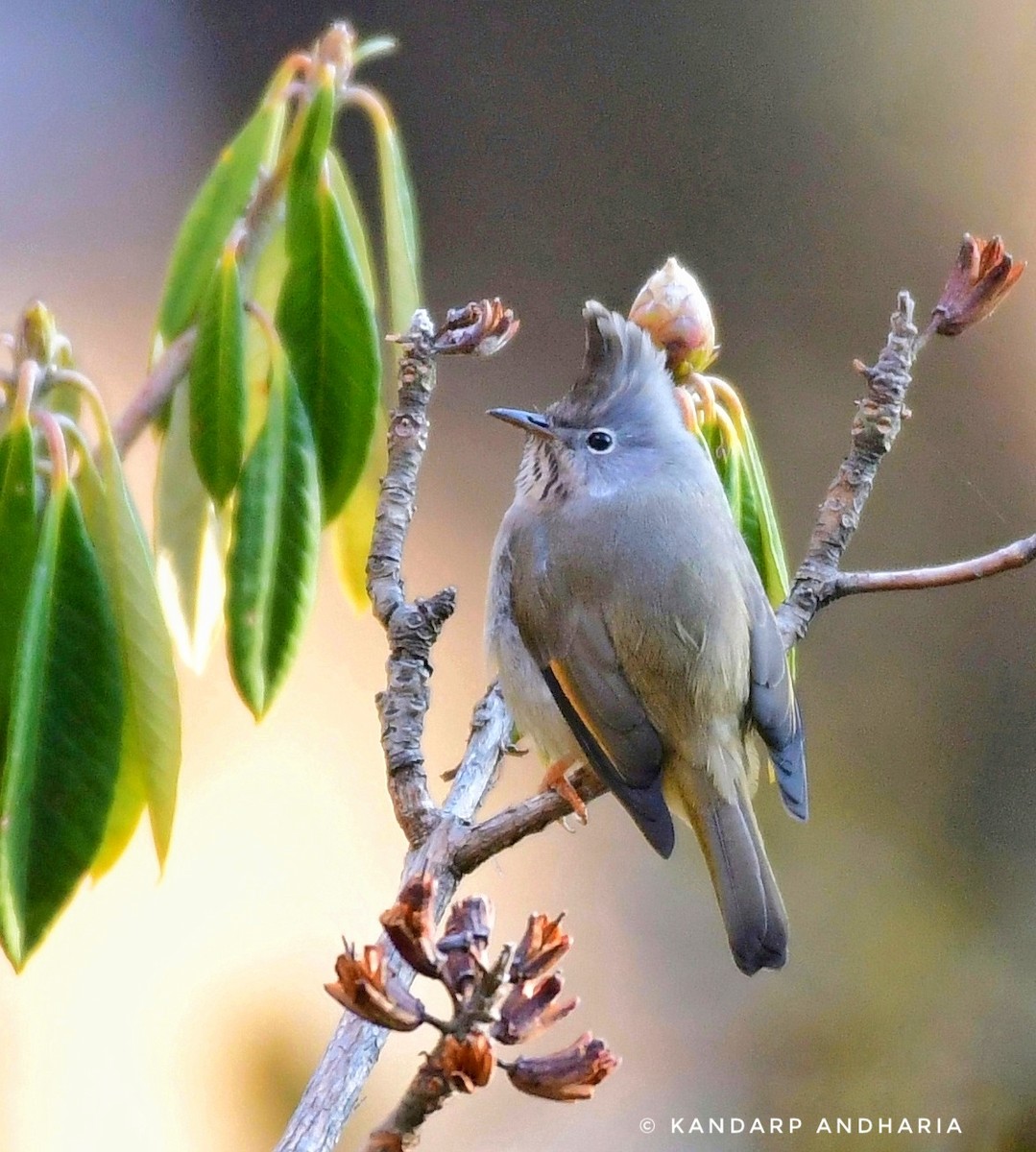 Stripe-throated Yuhina - ML638106618