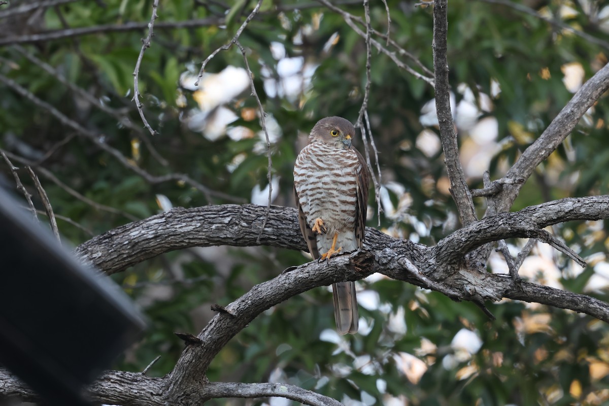 Frances's Sparrowhawk - ML638106655