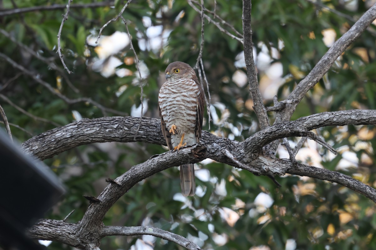 Frances's Sparrowhawk - ML638106668