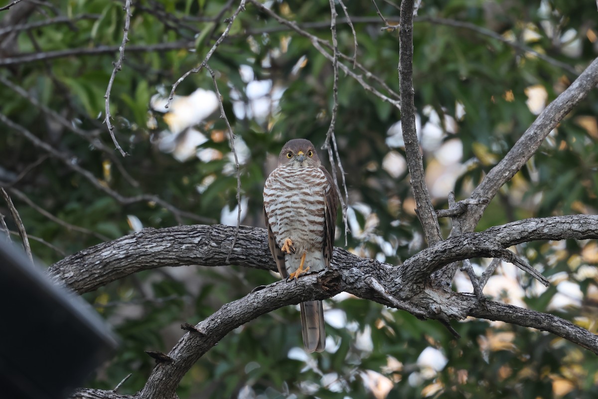 Frances's Sparrowhawk - ML638106676