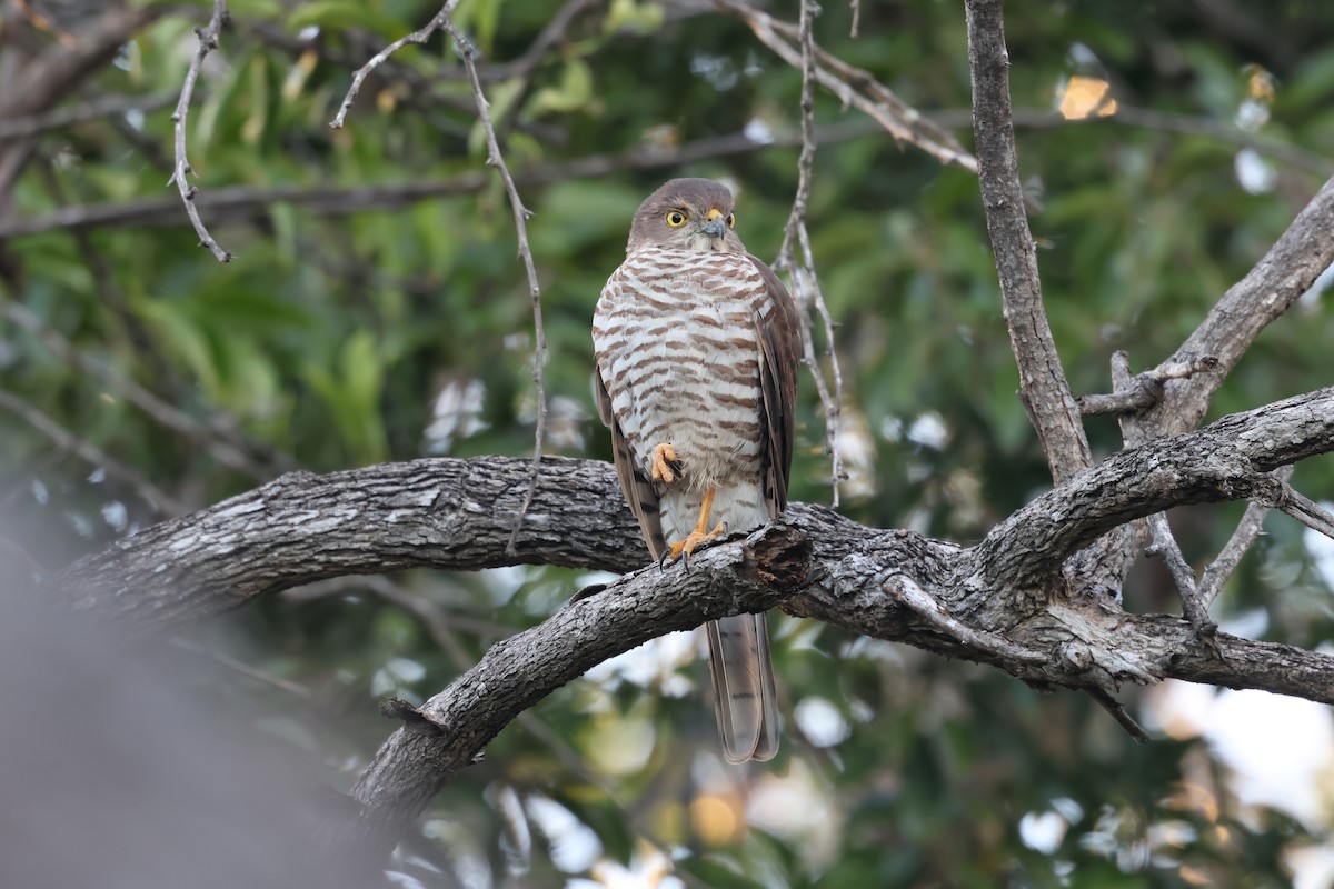 Frances's Sparrowhawk - ML638106683