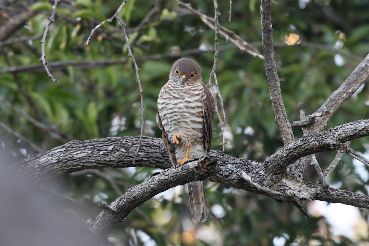 Frances's Sparrowhawk - ML638106698