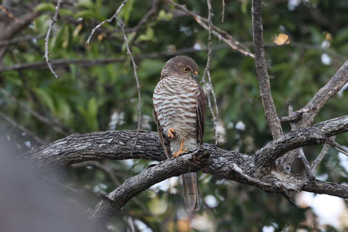 Frances's Sparrowhawk - ML638106708