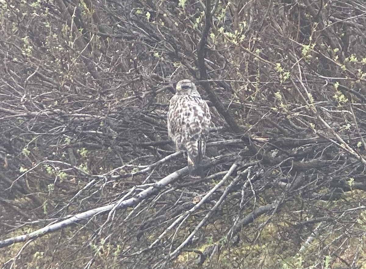 Rough-legged Hawk - ML638106717