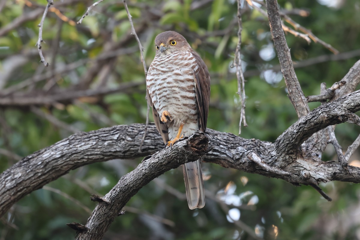 Frances's Sparrowhawk - ML638106737