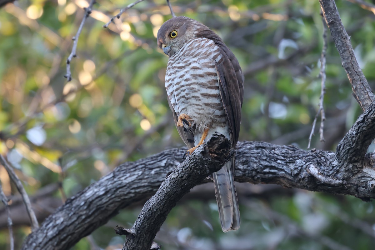 Frances's Sparrowhawk - ML638106746
