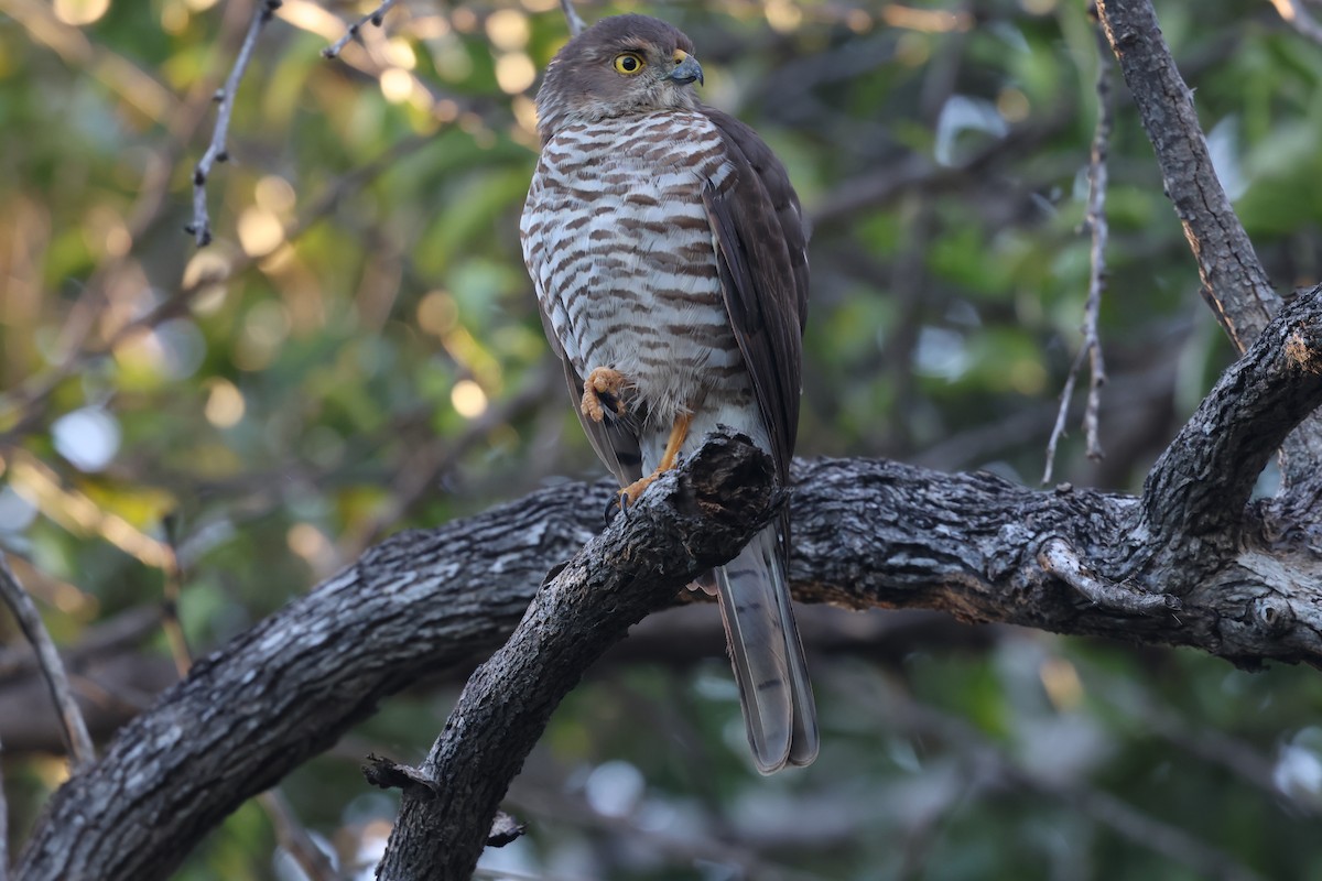 Frances's Sparrowhawk - ML638106769