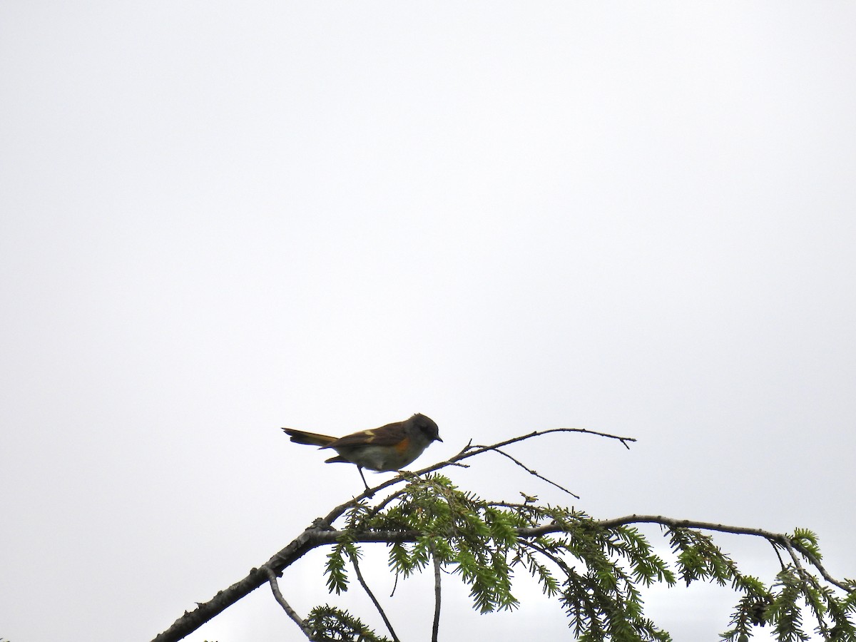 American Redstart - ML638106780