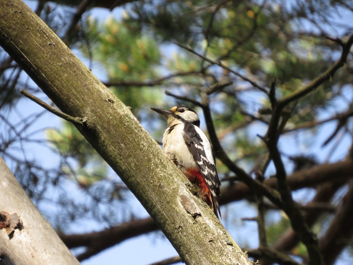 Great Spotted Woodpecker - ML638106783