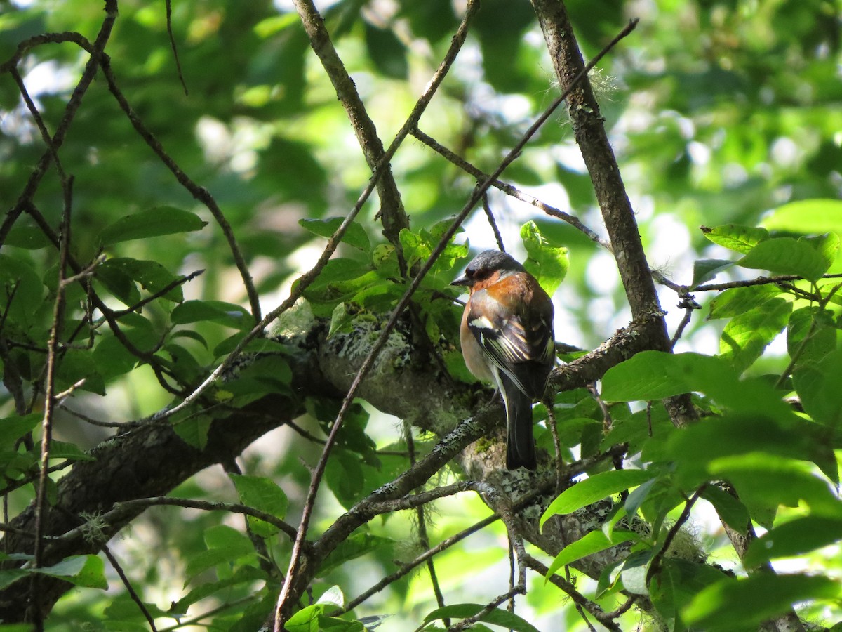 Common Chaffinch - ML638106790