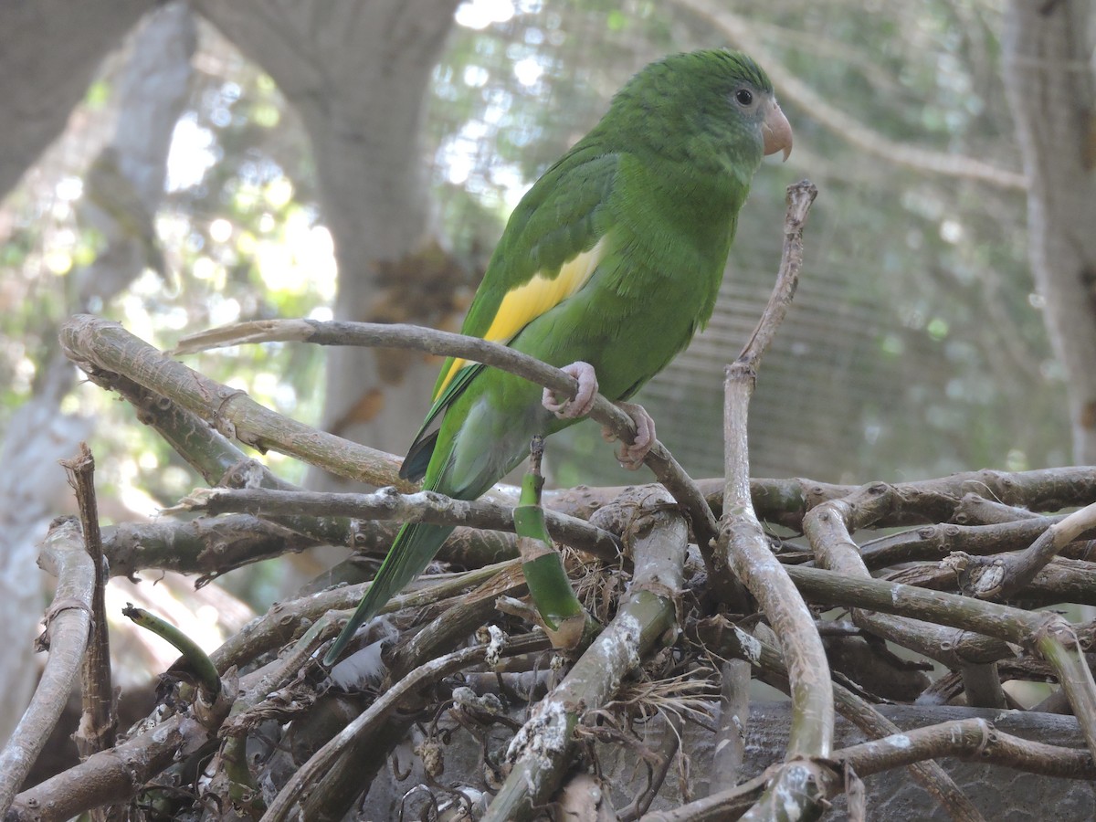 White-winged Parakeet - ML638106814