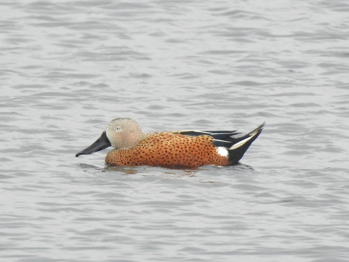 Red Shoveler - ML638106843
