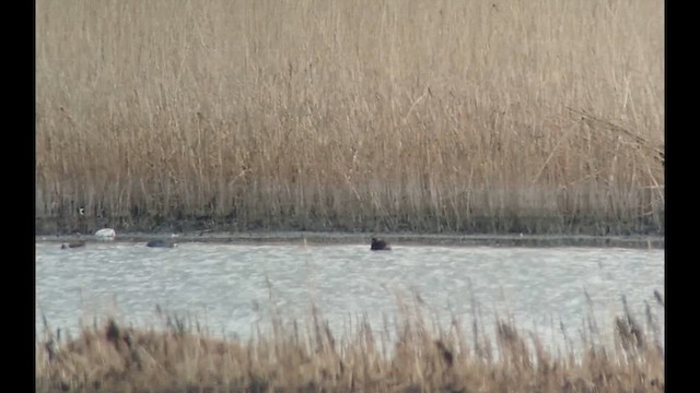 Little Grebe - ML638106859