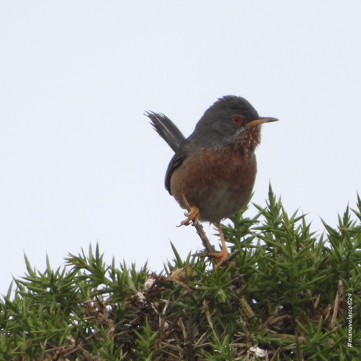 Dartford Warbler - ML638106939