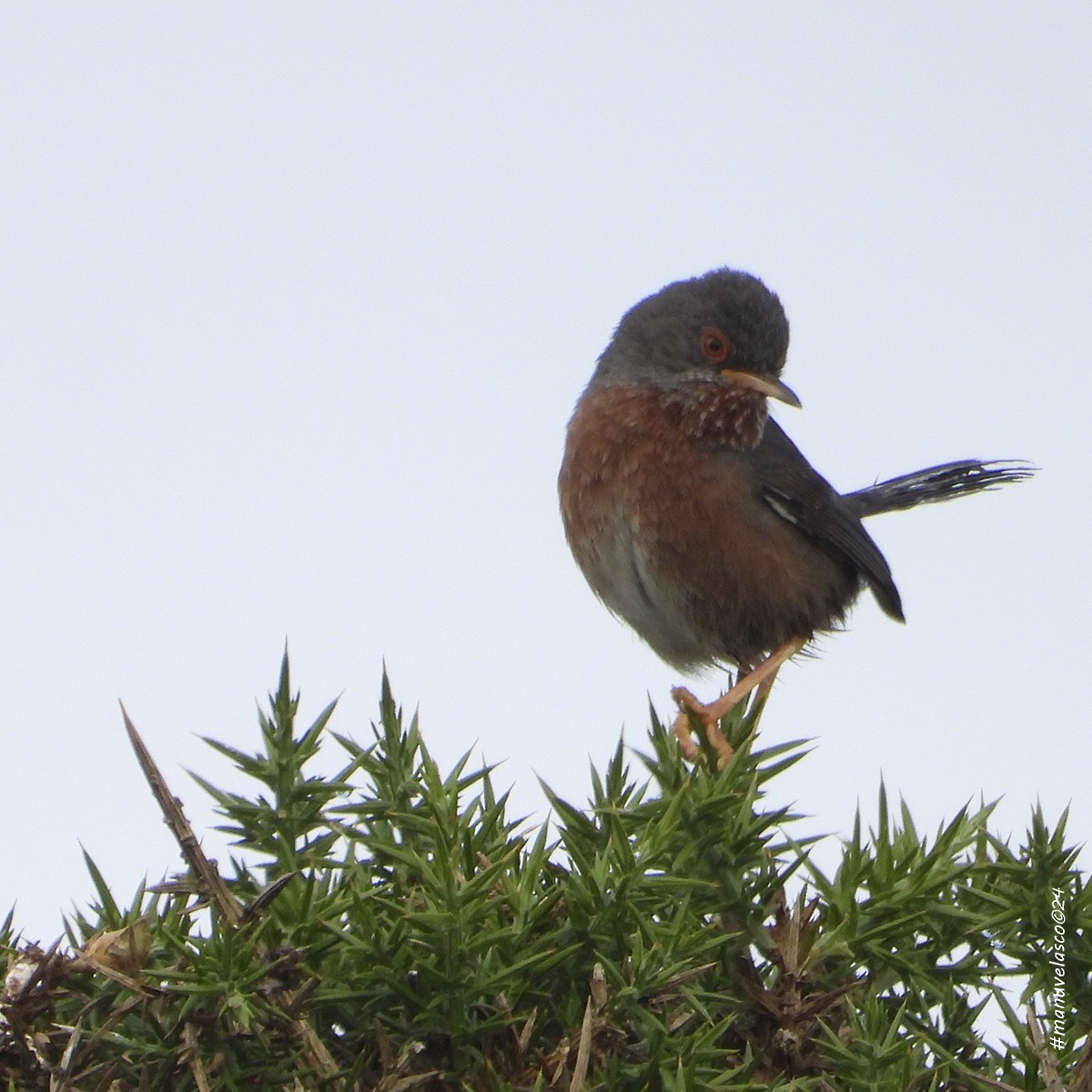 Dartford Warbler - ML638106940