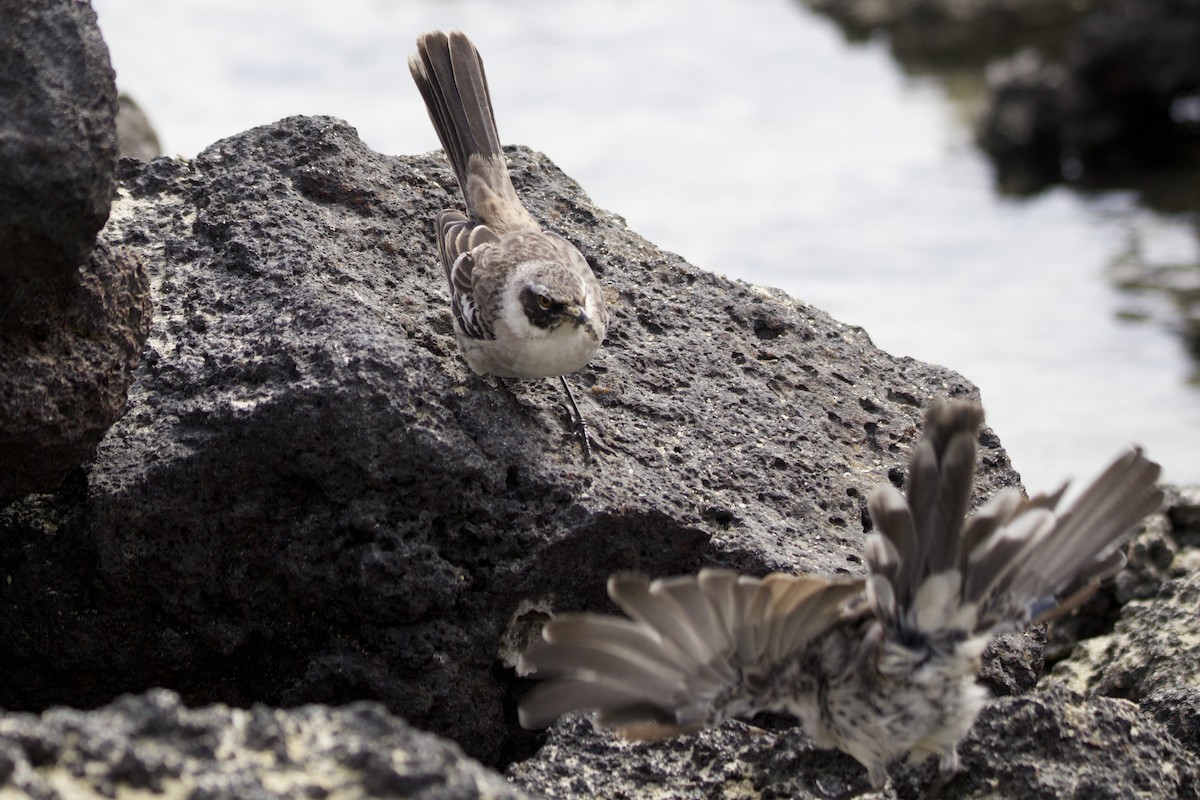 Galapagos Mockingbird - ML638106989