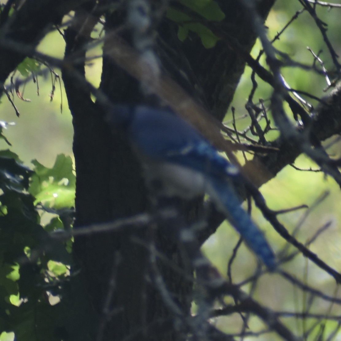 Blue Jay - ML638106990