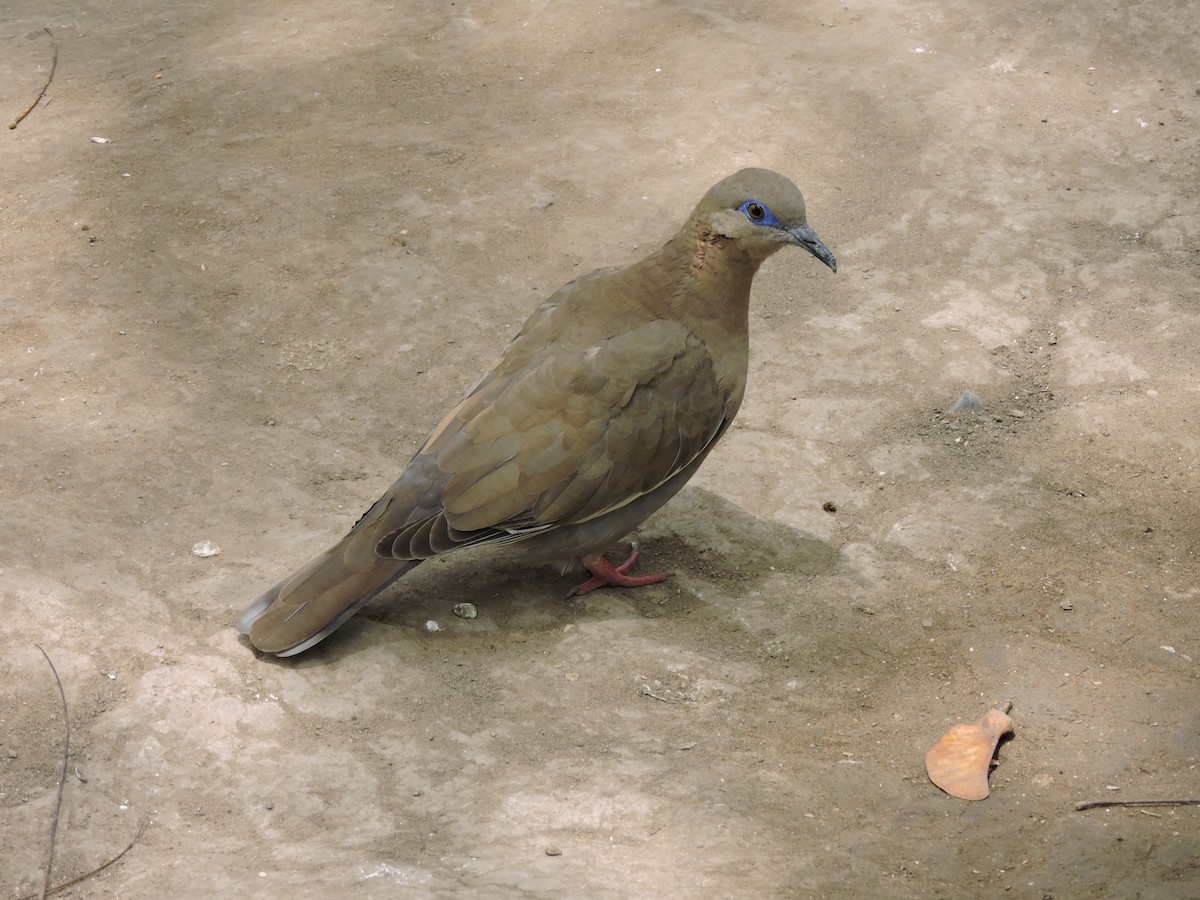 West Peruvian Dove - ML638107013