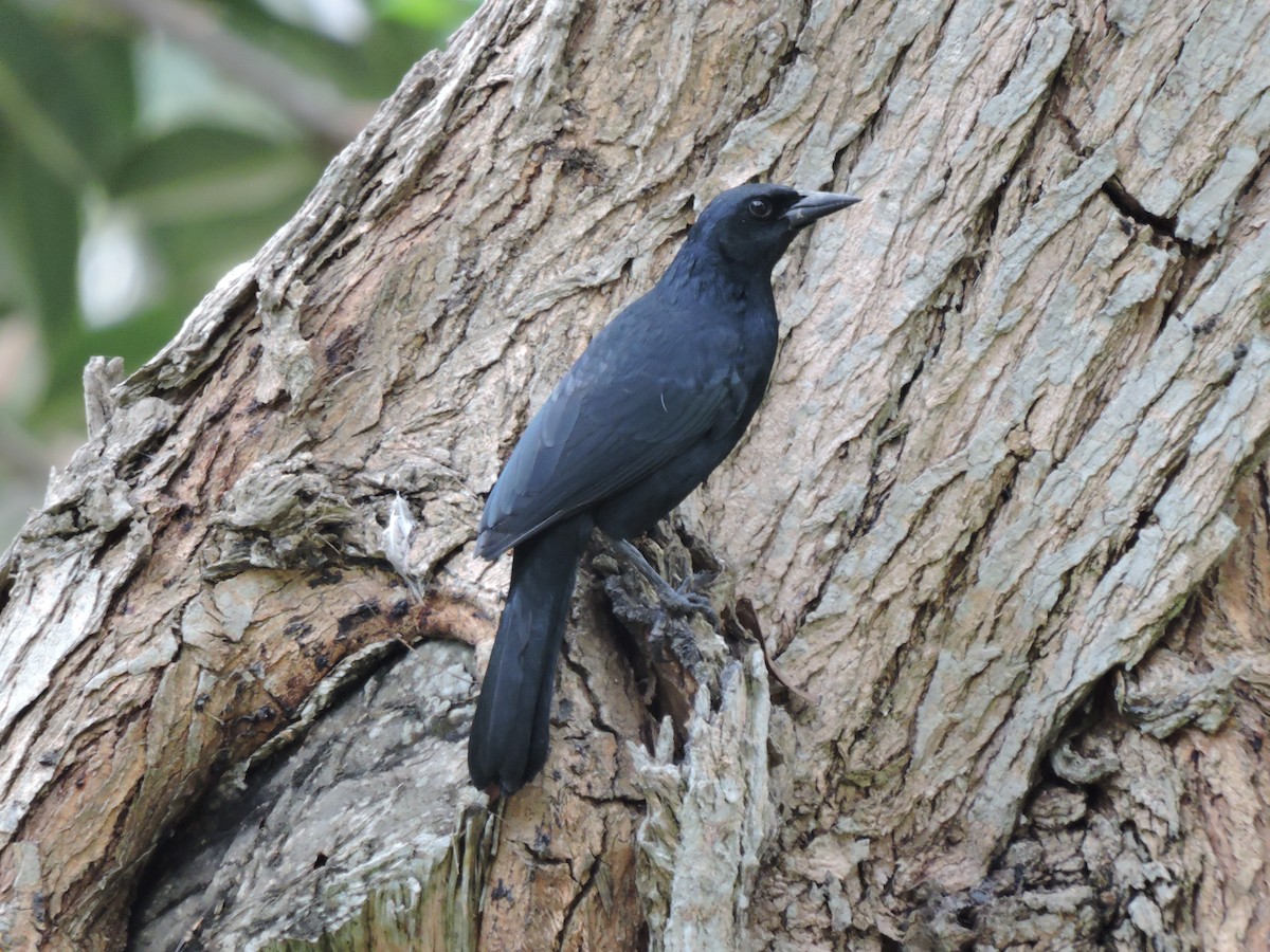 Scrub Blackbird - ML638107039