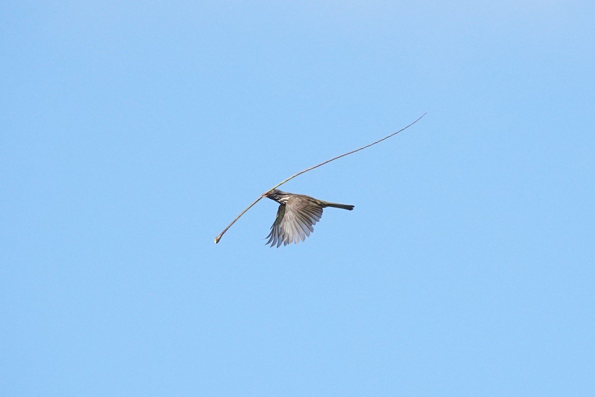 Palmchat - ML638107041