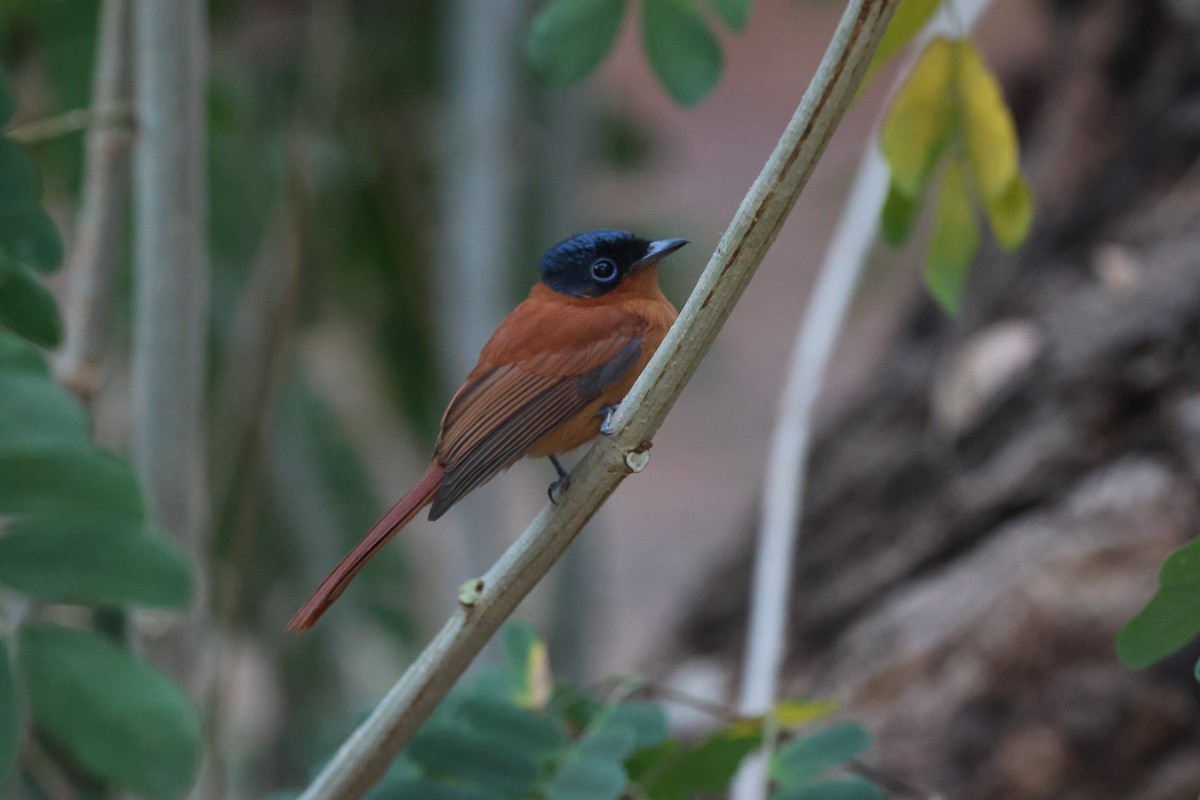 Malagasy Paradise-Flycatcher (Malagasy) - ML638107082