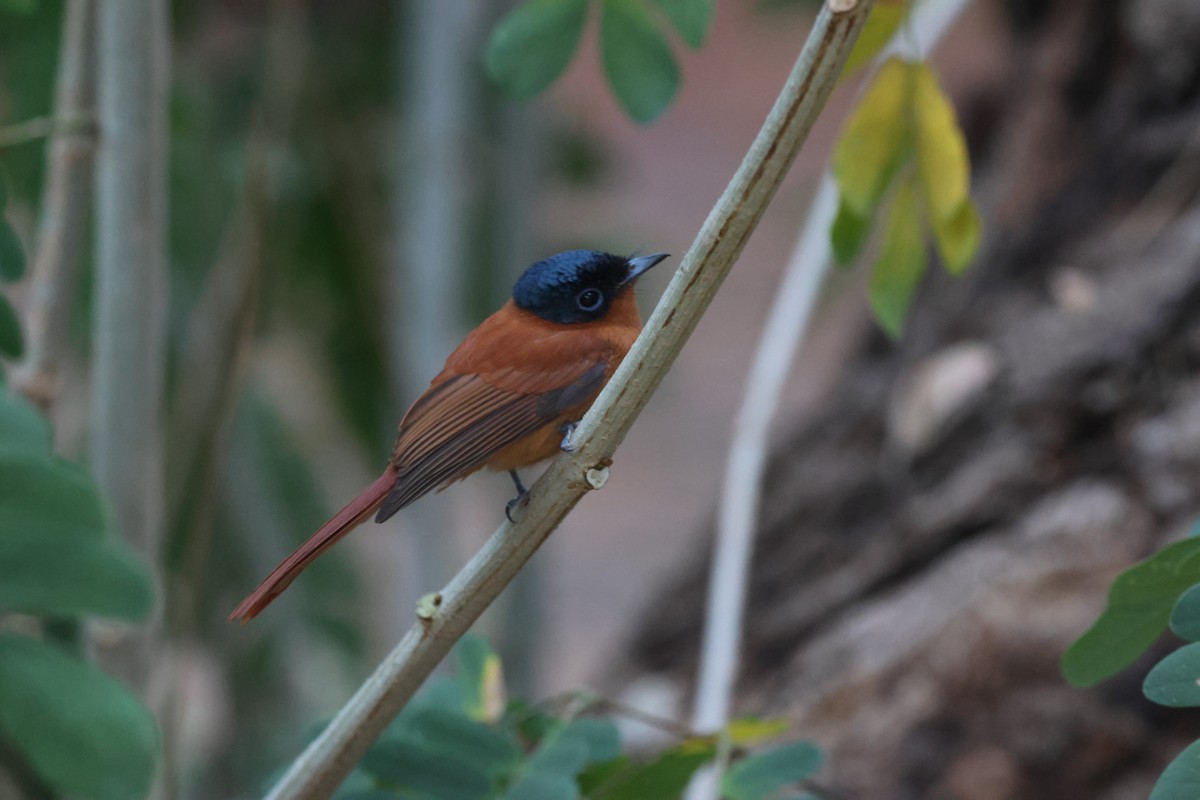 Malagasy Paradise-Flycatcher (Malagasy) - ML638107087