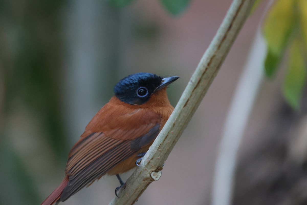 Malagasy Paradise-Flycatcher (Malagasy) - ML638107093