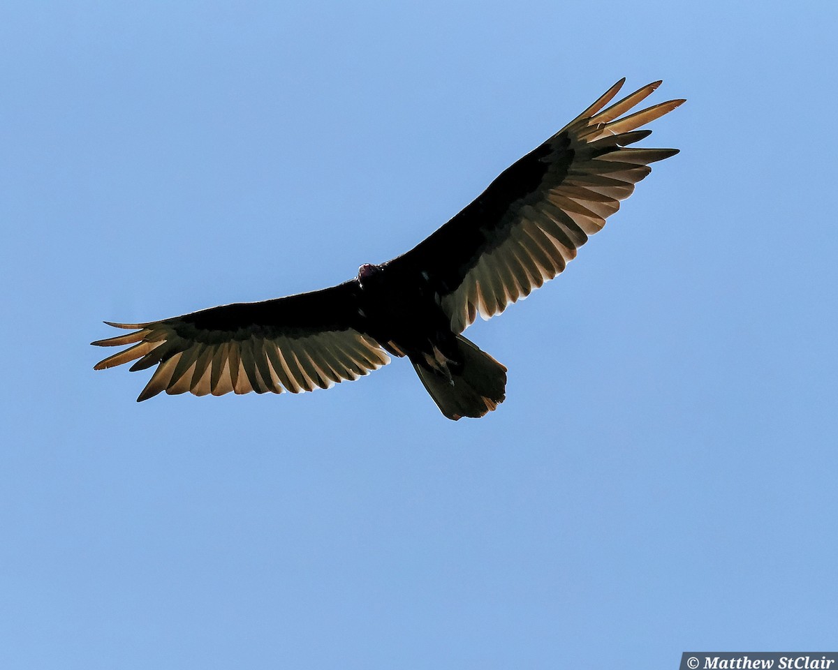 Turkey Vulture - ML638107101