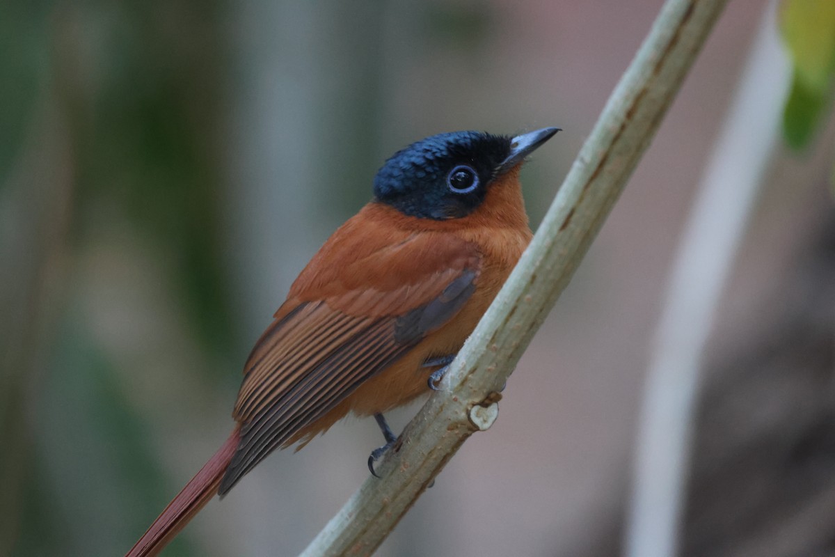 Malagasy Paradise-Flycatcher (Malagasy) - ML638107113