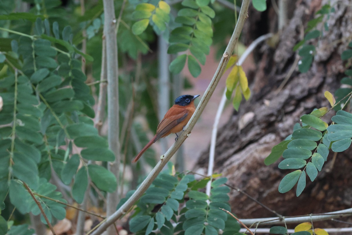 Malagasy Paradise-Flycatcher (Malagasy) - ML638107116