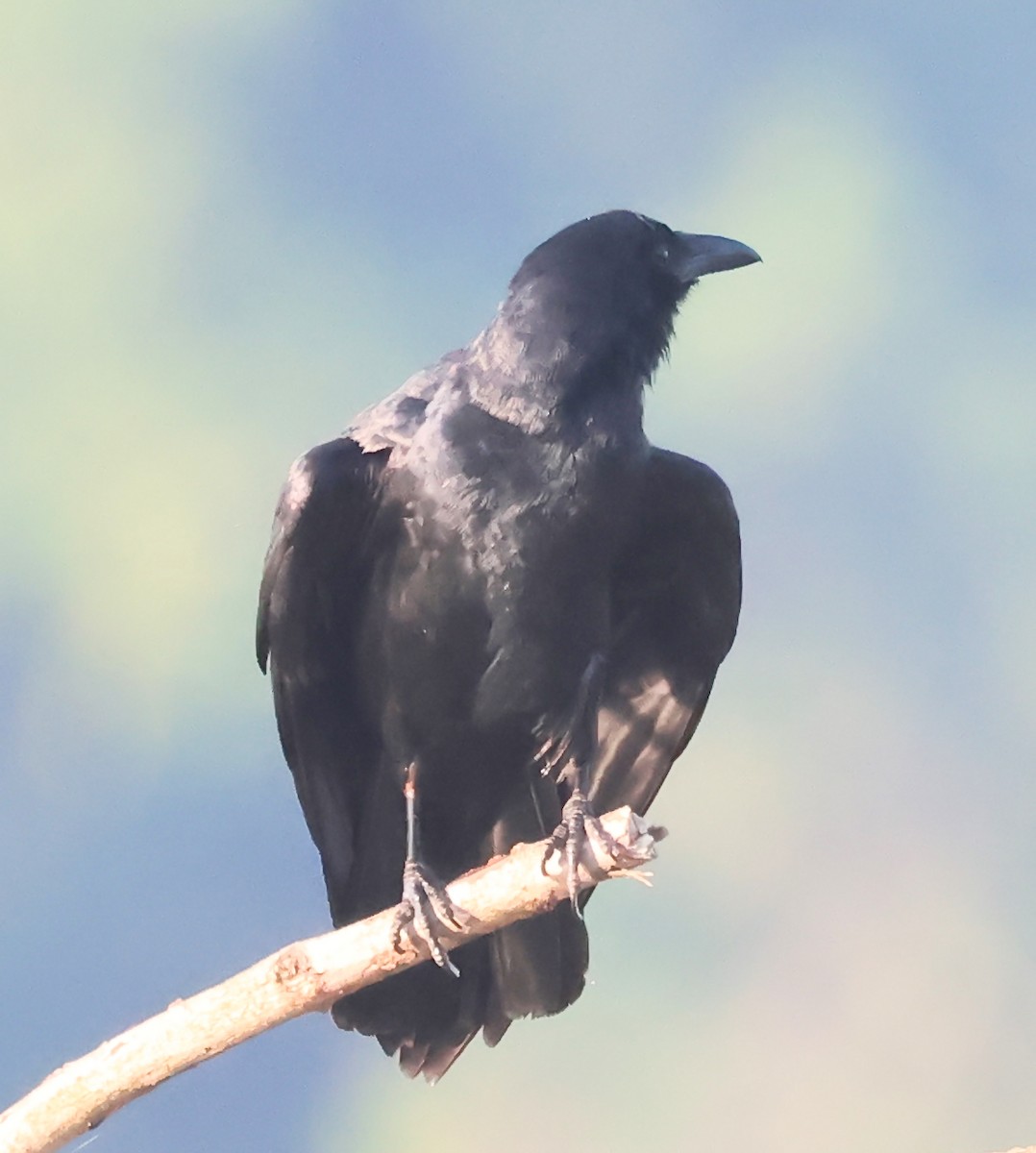 Fish Crow - ML638107144
