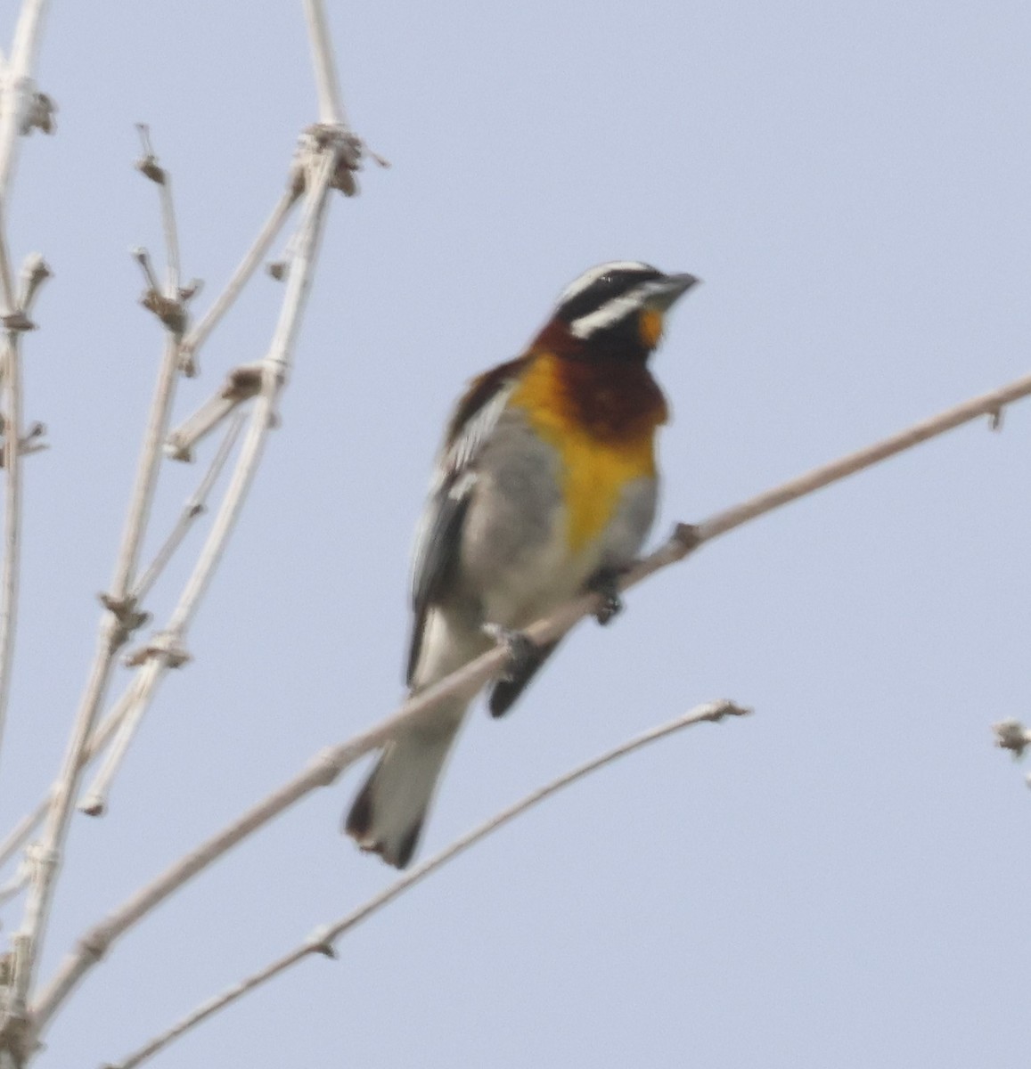 Western Spindalis (Cozumel I.) - ML638107250
