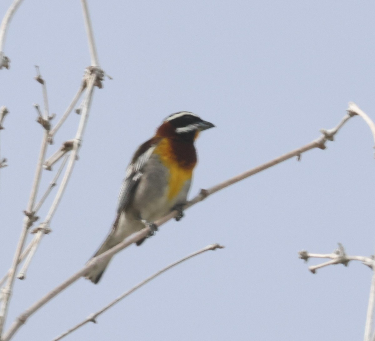 Western Spindalis (Cozumel I.) - ML638107251