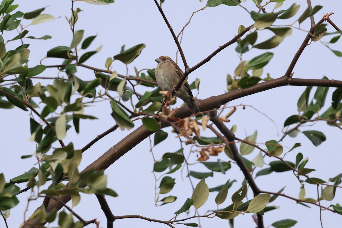 Sakalava Weaver - ML638107300