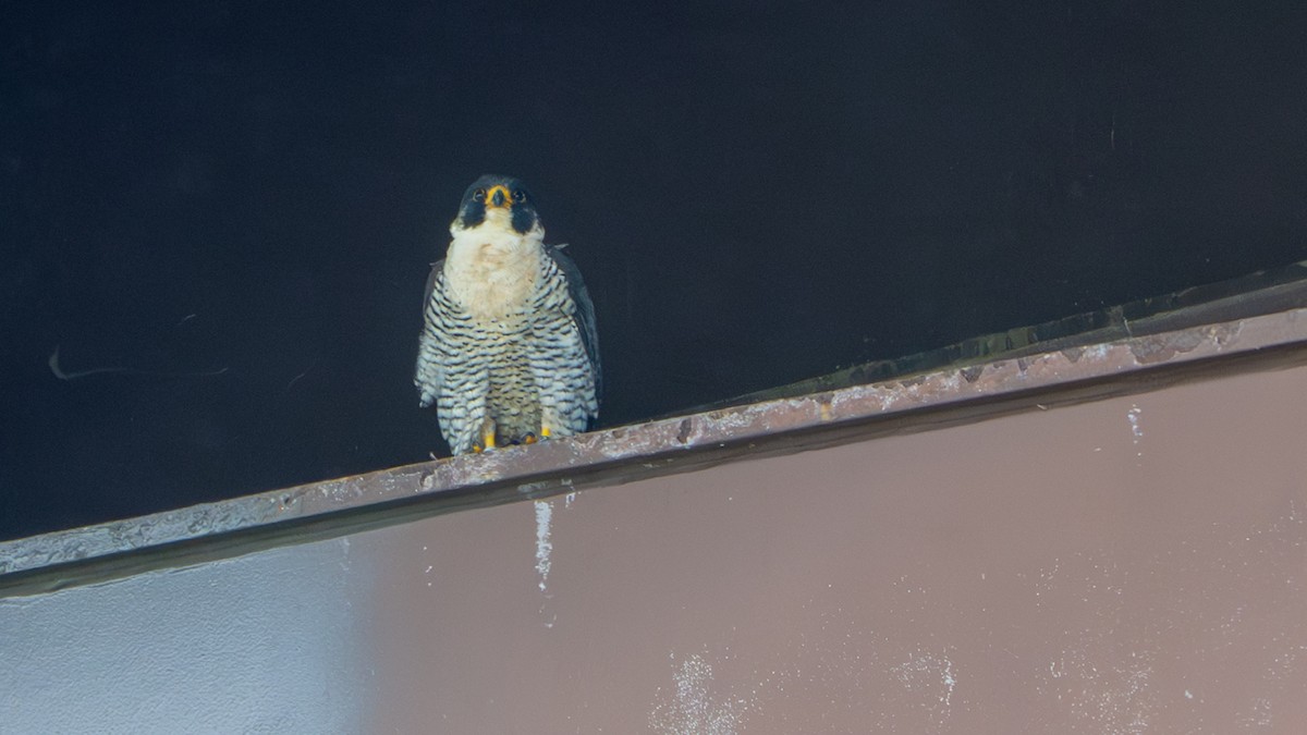 Peregrine Falcon - ML638107302