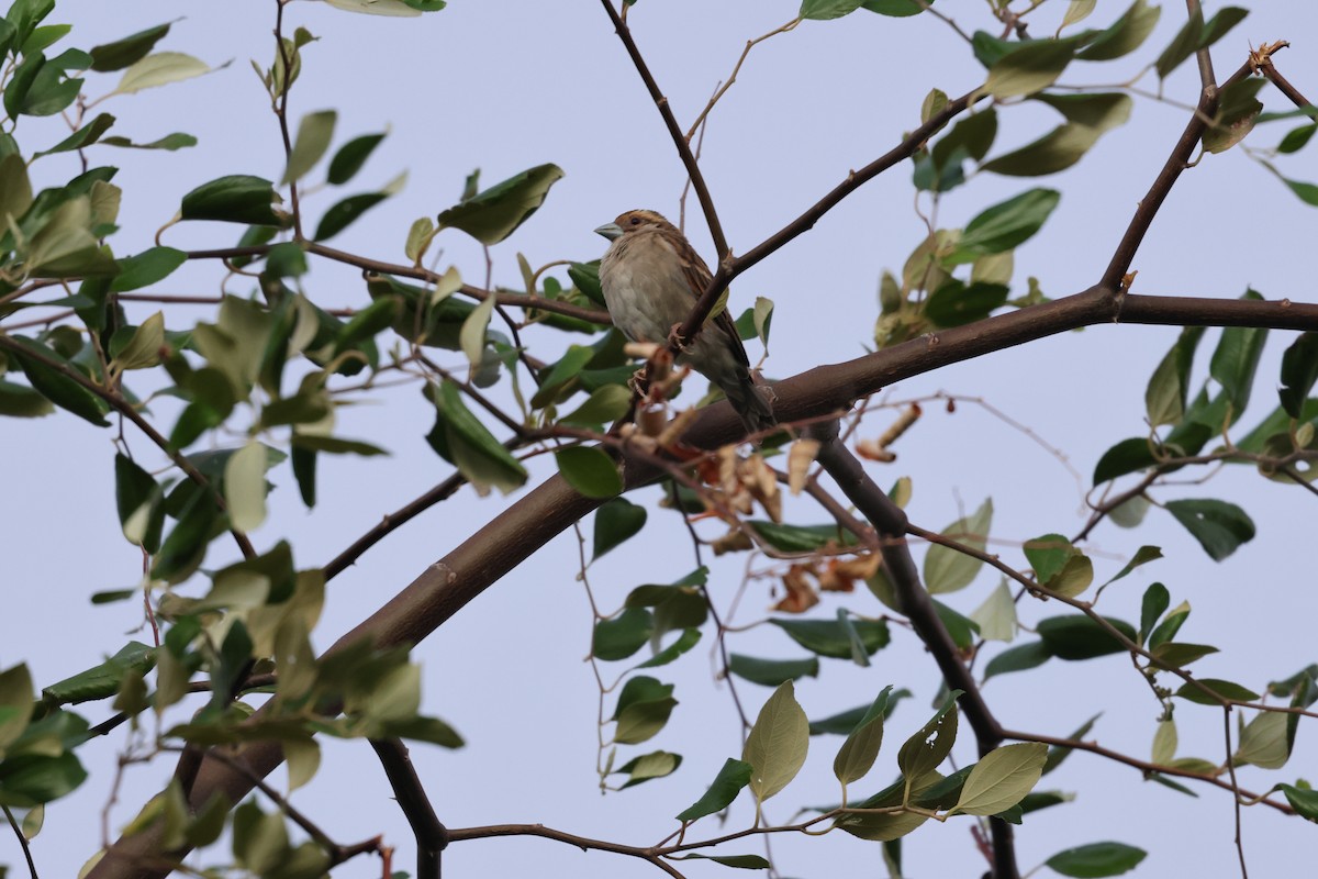Sakalava Weaver - ML638107308