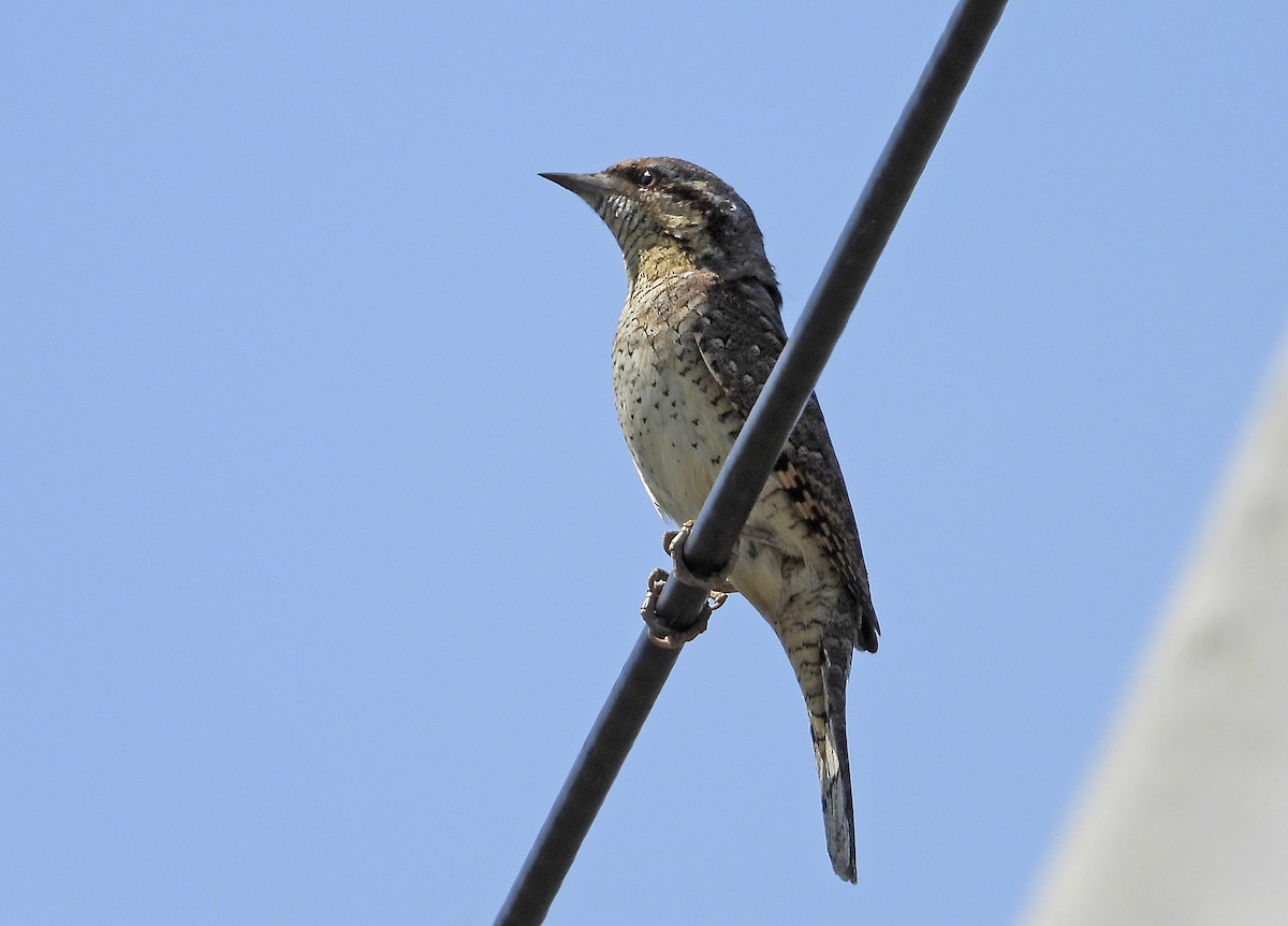 Eurasian Wryneck - ML638107332