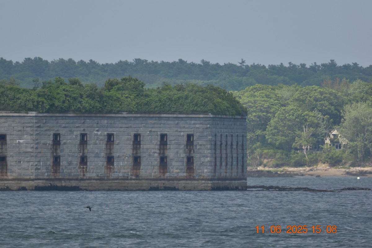 Double-crested Cormorant - ML638107345