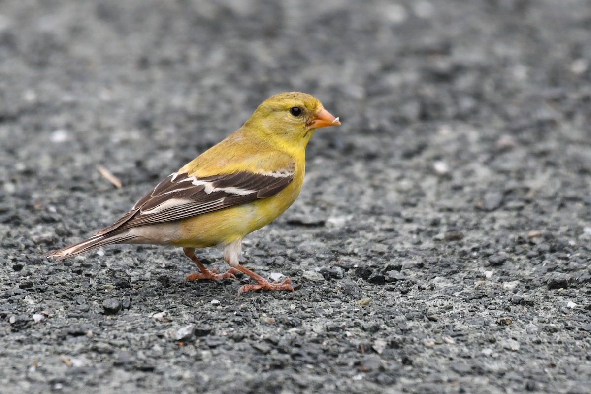American Goldfinch - ML638107347