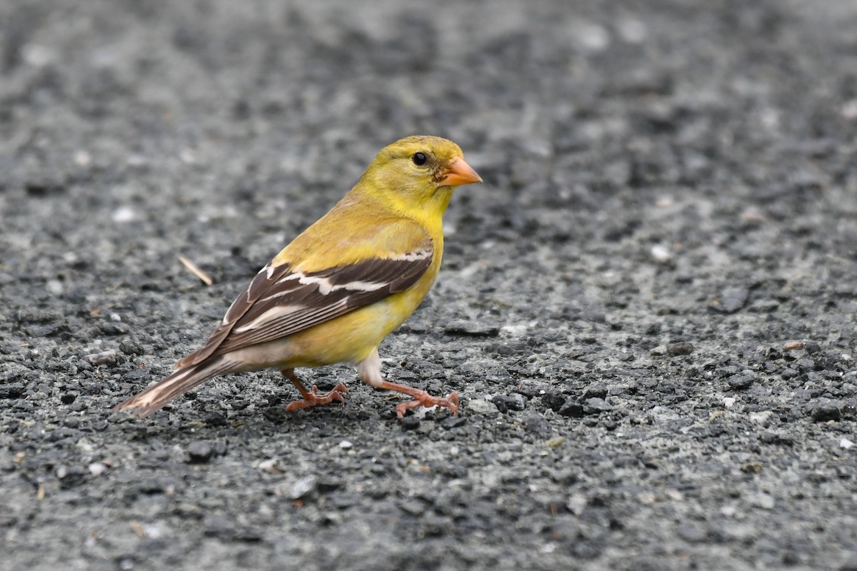 American Goldfinch - ML638107348