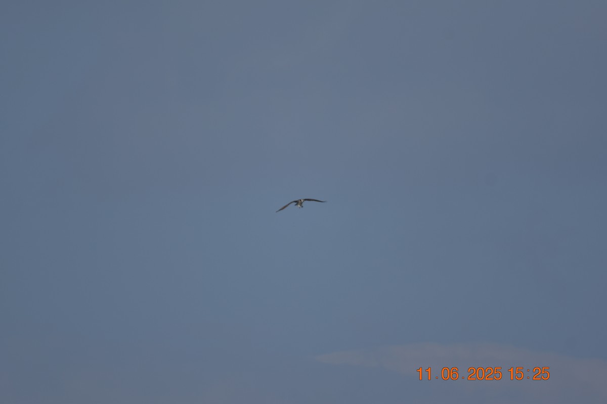 Osprey - ML638107349