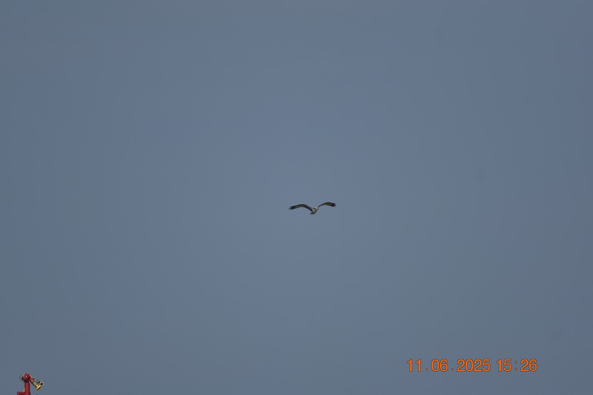 Osprey - ML638107358