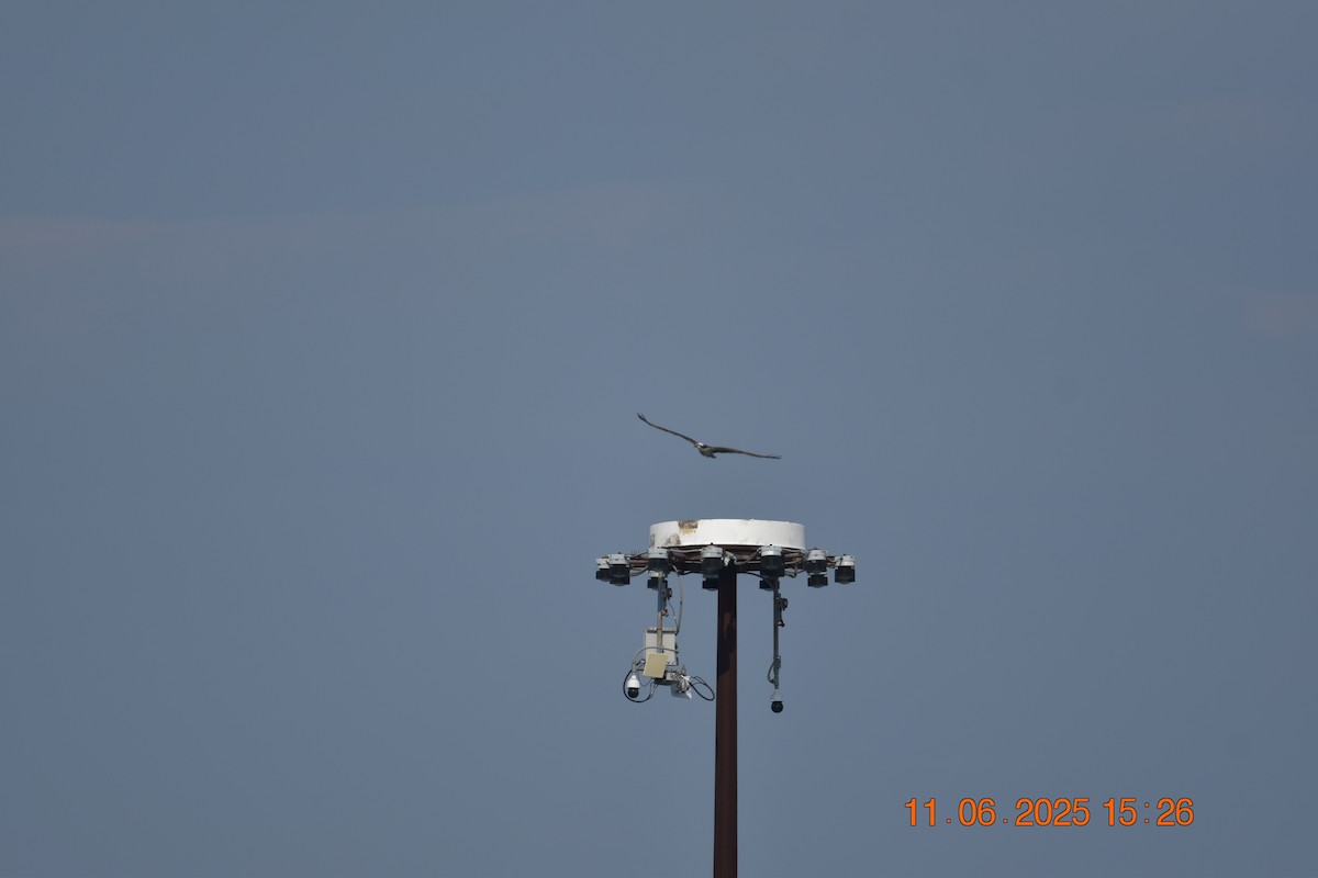 Osprey - ML638107366