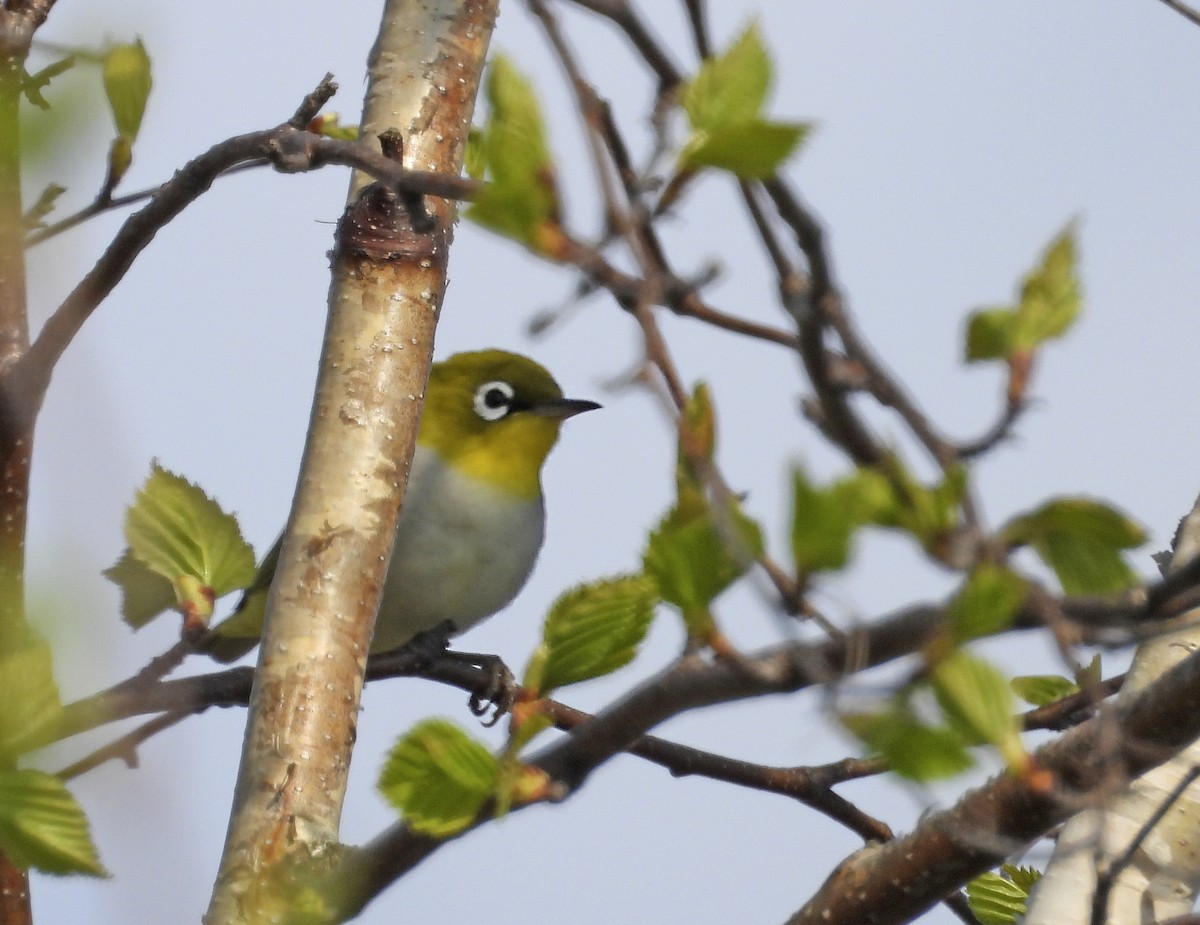 Chestnut-flanked White-eye - ML638107369