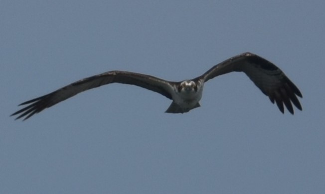 Osprey - ML638107371