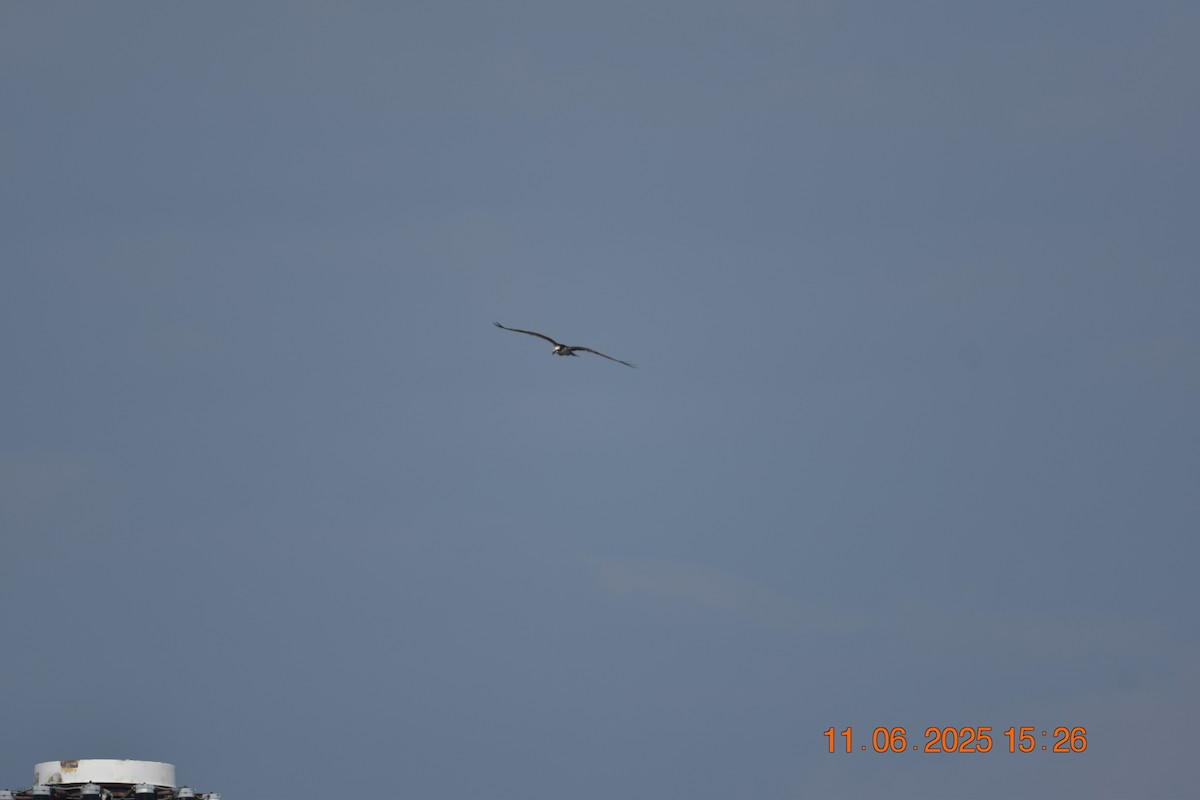 Osprey - ML638107376